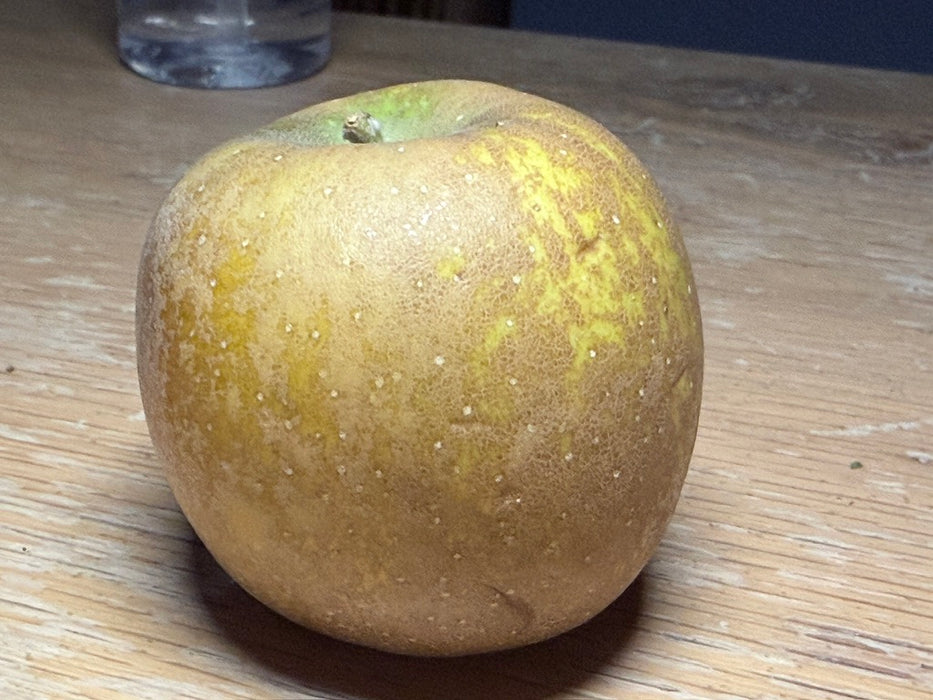 Roxbury Russet Apple Tree