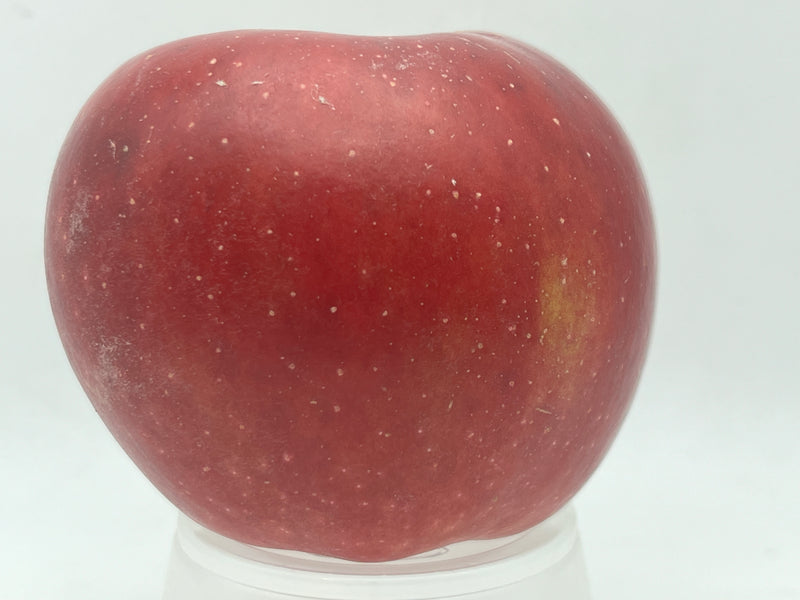 Black Twig Apple Tree