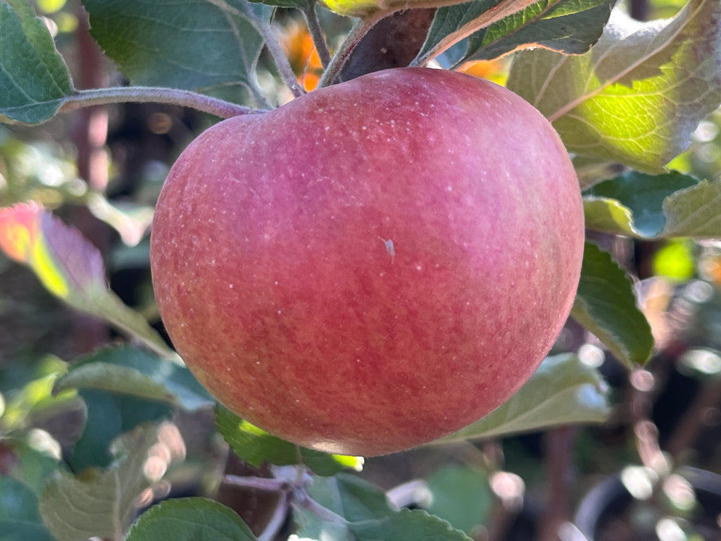 Hudson's Golden Gem Apple Tree — Roots to Fruits Nursery