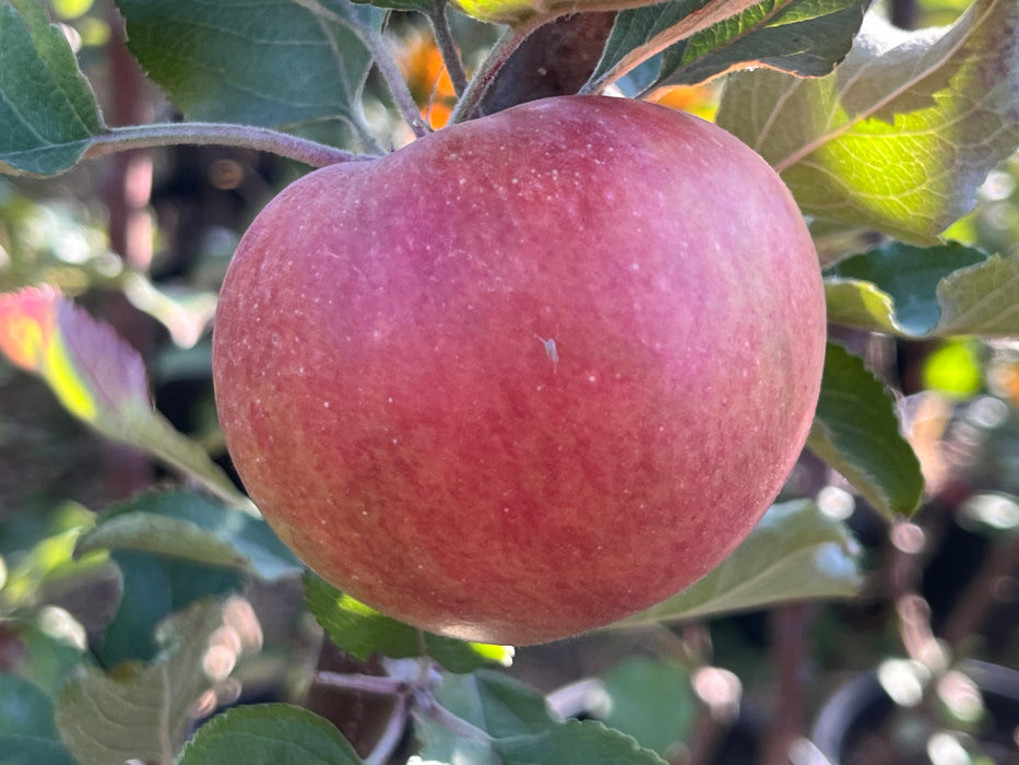 Hudson's Golden Gem Apple