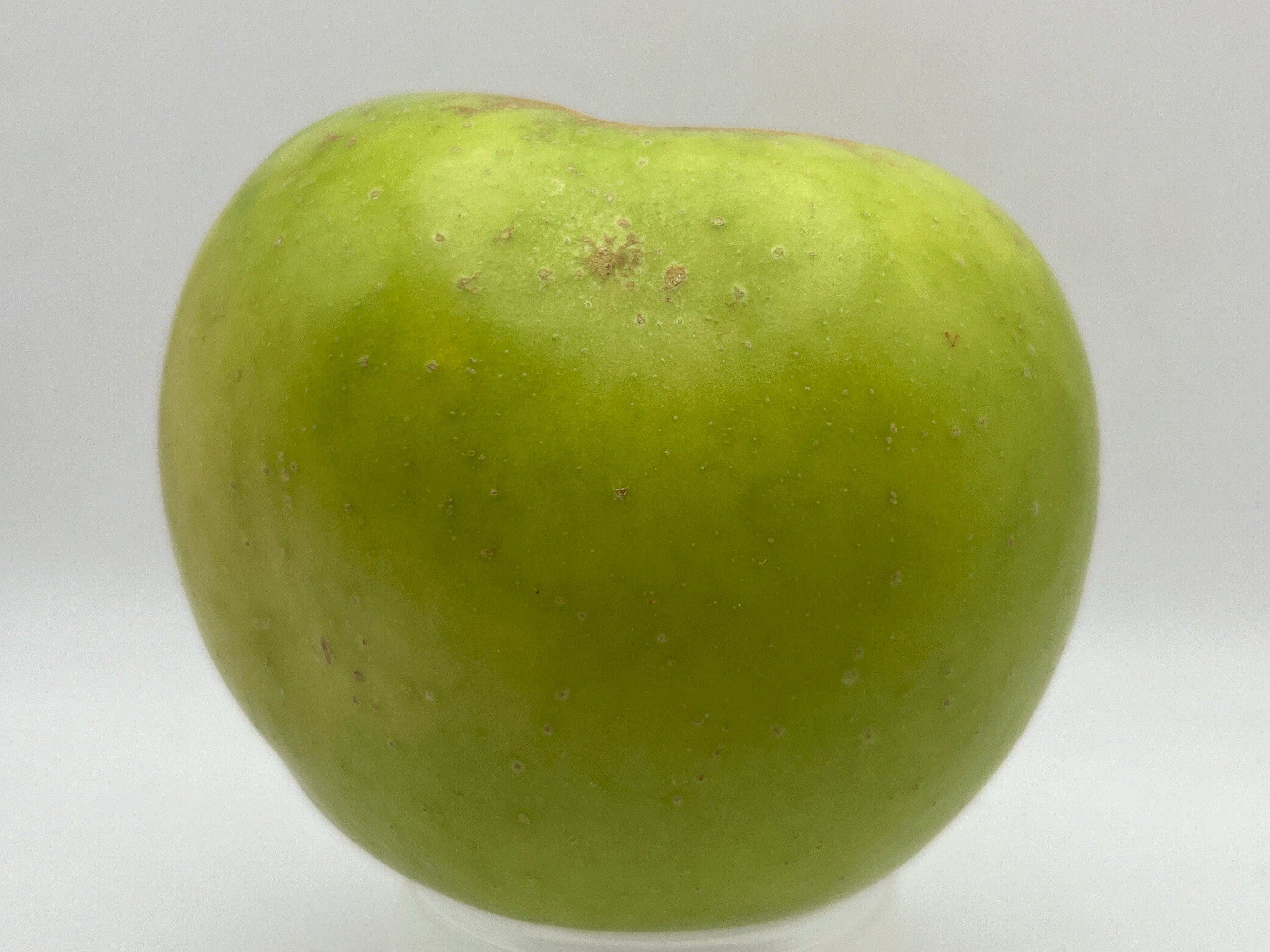 Northwest Greening Apple Trees — Roots to Fruits Nursery