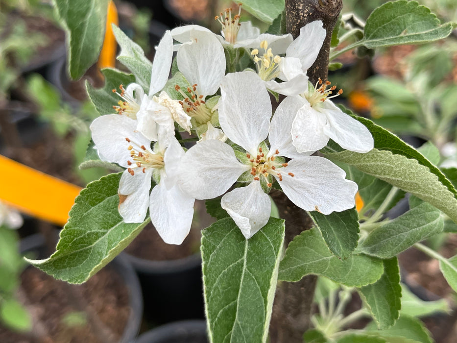 Binet Rouge Apple Tree