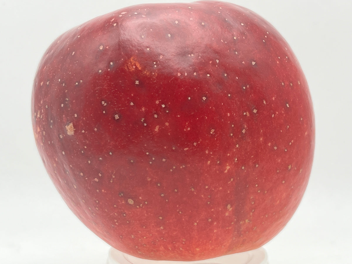 Melrose Apple Trees — Roots to Fruits Nursery