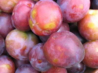 Methley Plum Tree