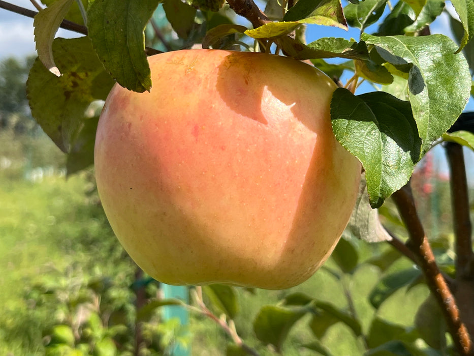 Yellow Honeycrisp Apple Tree