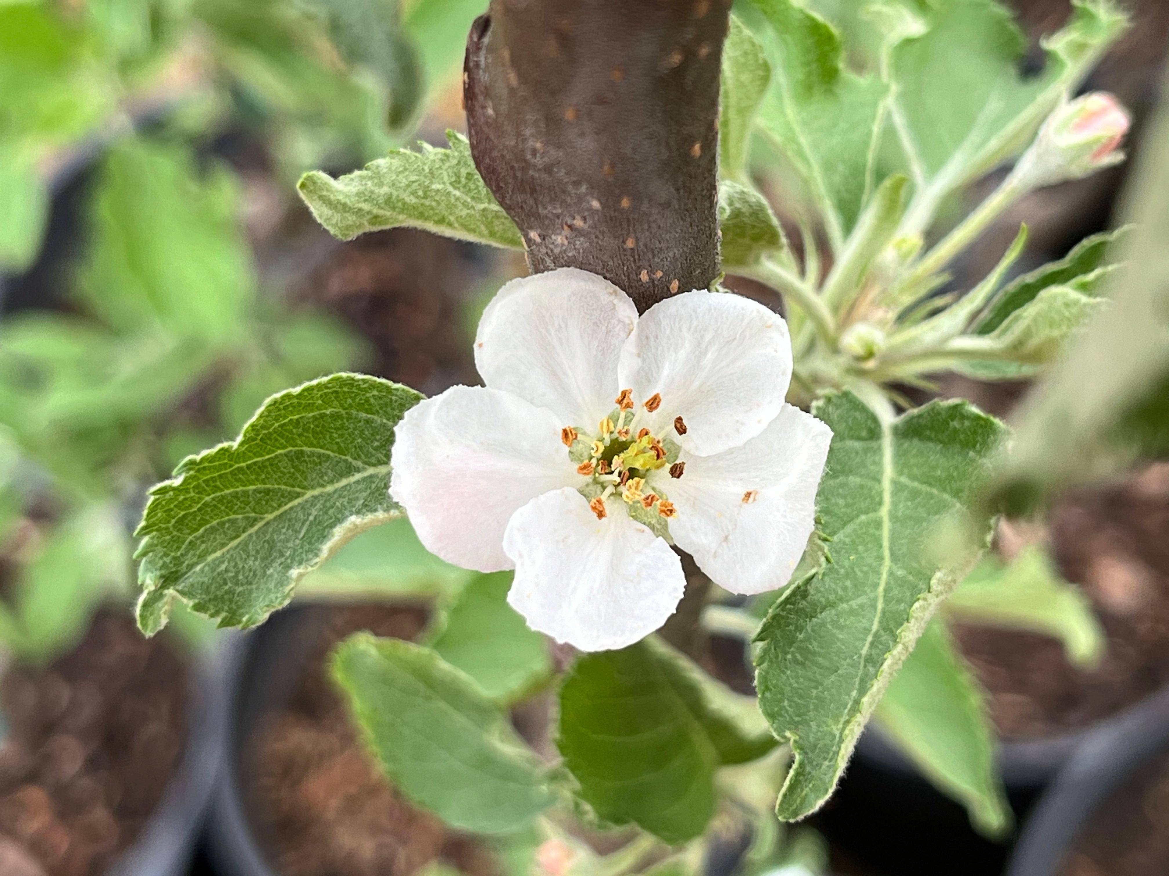 Hudson's Golden Gem Apple Tree — Roots to Fruits Nursery