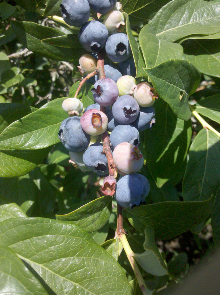 blueberry fruit plant Chippewa Blueberry Bush — Roots to Fruits Nursery