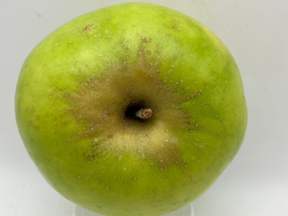 Northwest Greening Apple