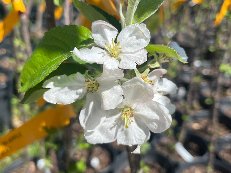 Yellow Newton Apple Tree