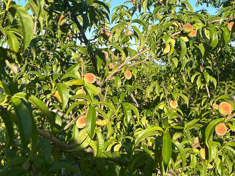 Frost® Peach Tree