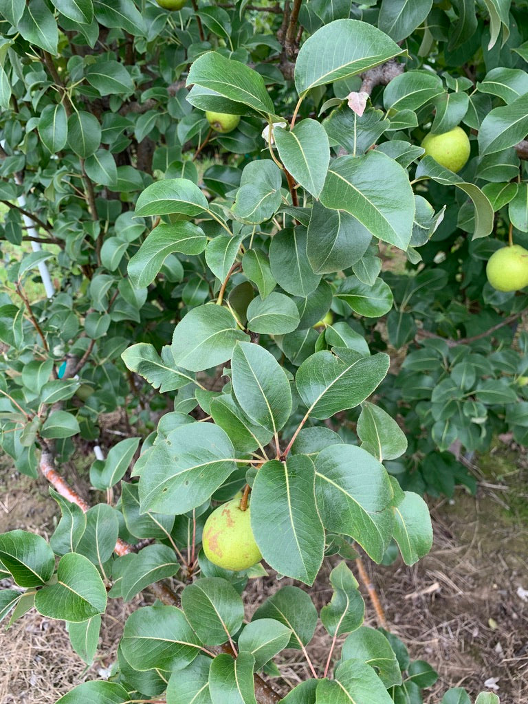 Gin Pear Tree — Roots to Fruits Nursery
