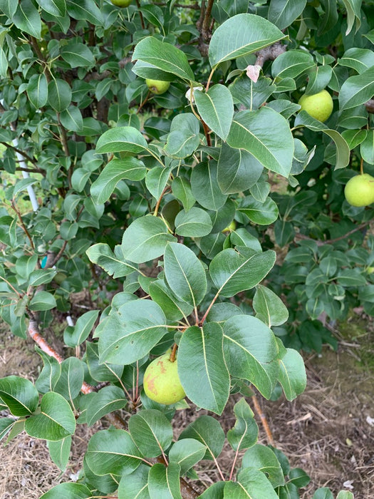 Gin Pear Tree