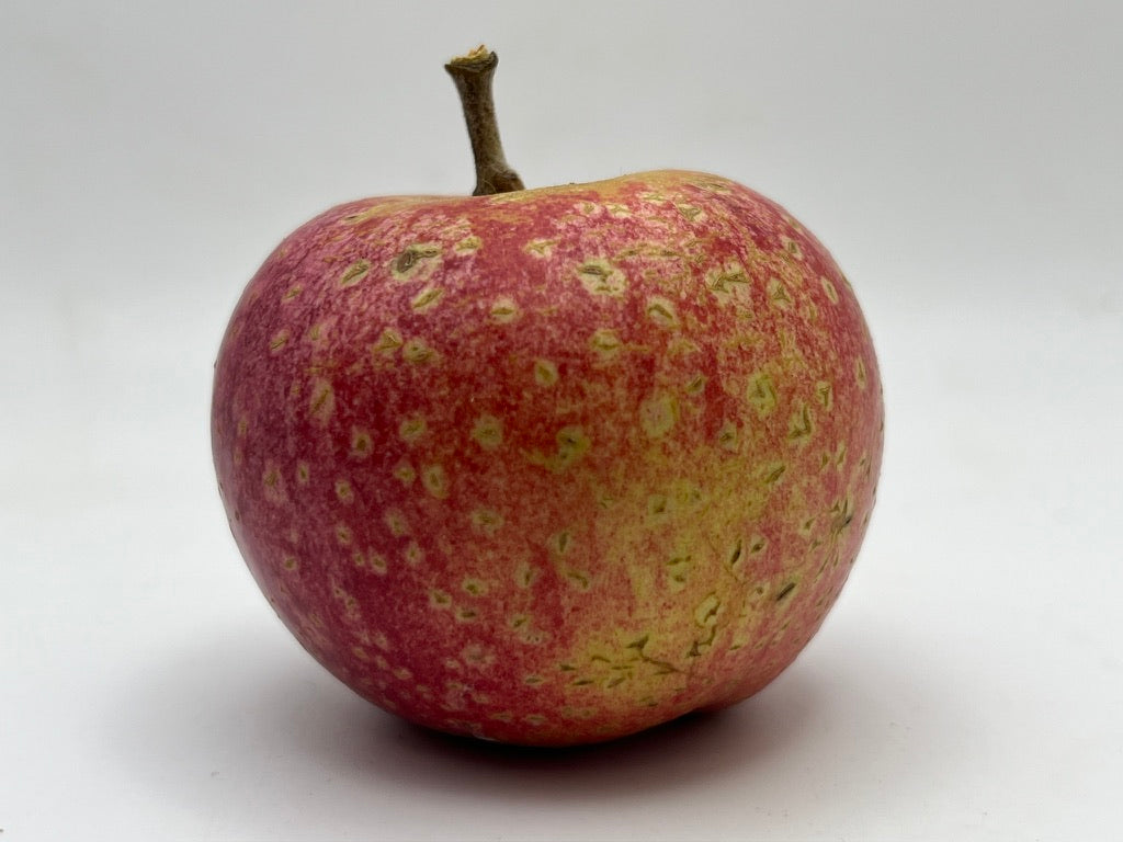 Porter's Perfection Apple Scionwood — Roots to Fruits Nursery