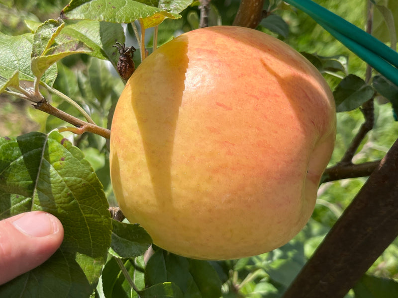 Yellow Honeycrisp Apple Tree