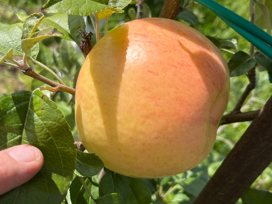 Yellow Honeycrisp Apple Tree