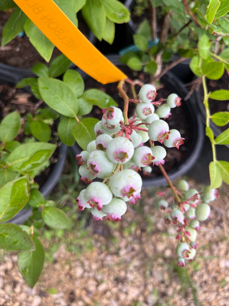 Nelson Blueberry Bushes