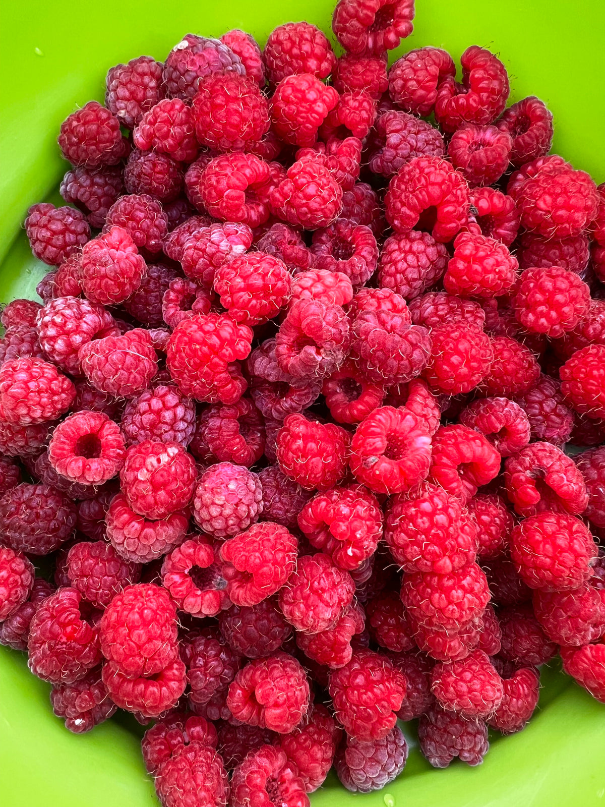 Polka Raspberry Bush — Roots to Fruits Nursery