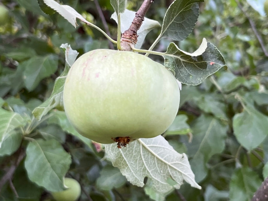 Campfield Apple Tree
