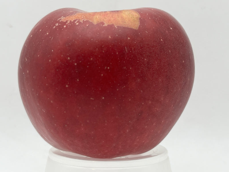 Black Twig Apple Tree