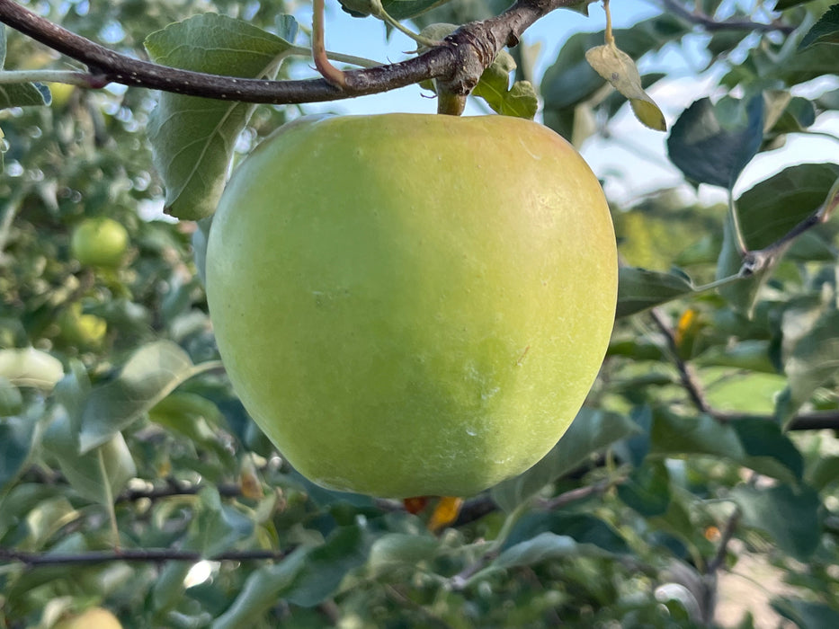 Ginger Gold Apple Trees