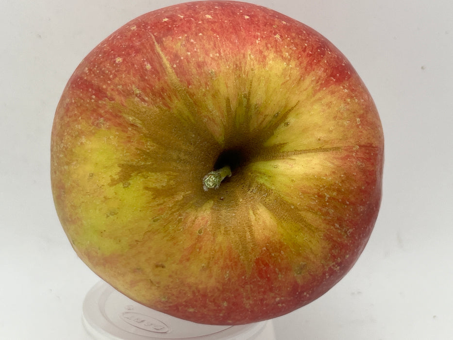 Jonagold Apple