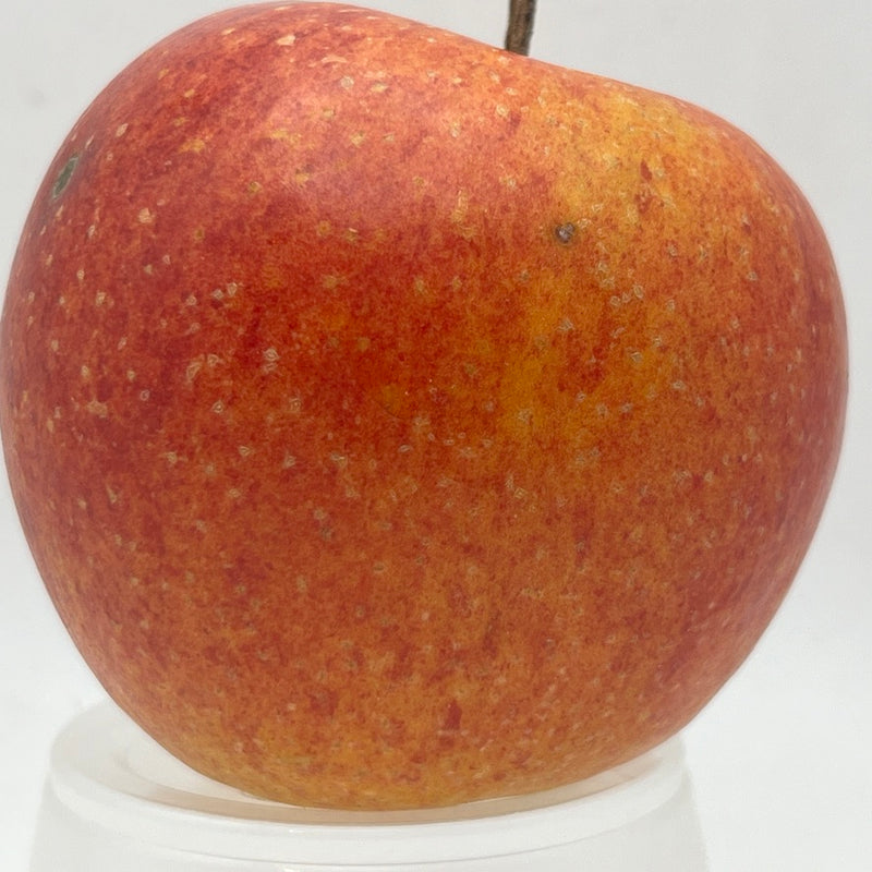 Rubinette Apple Scionwood