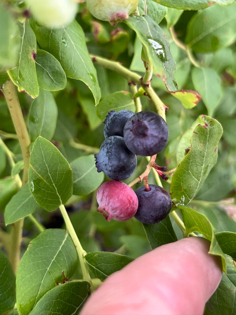 Nelson Blueberry Bushes