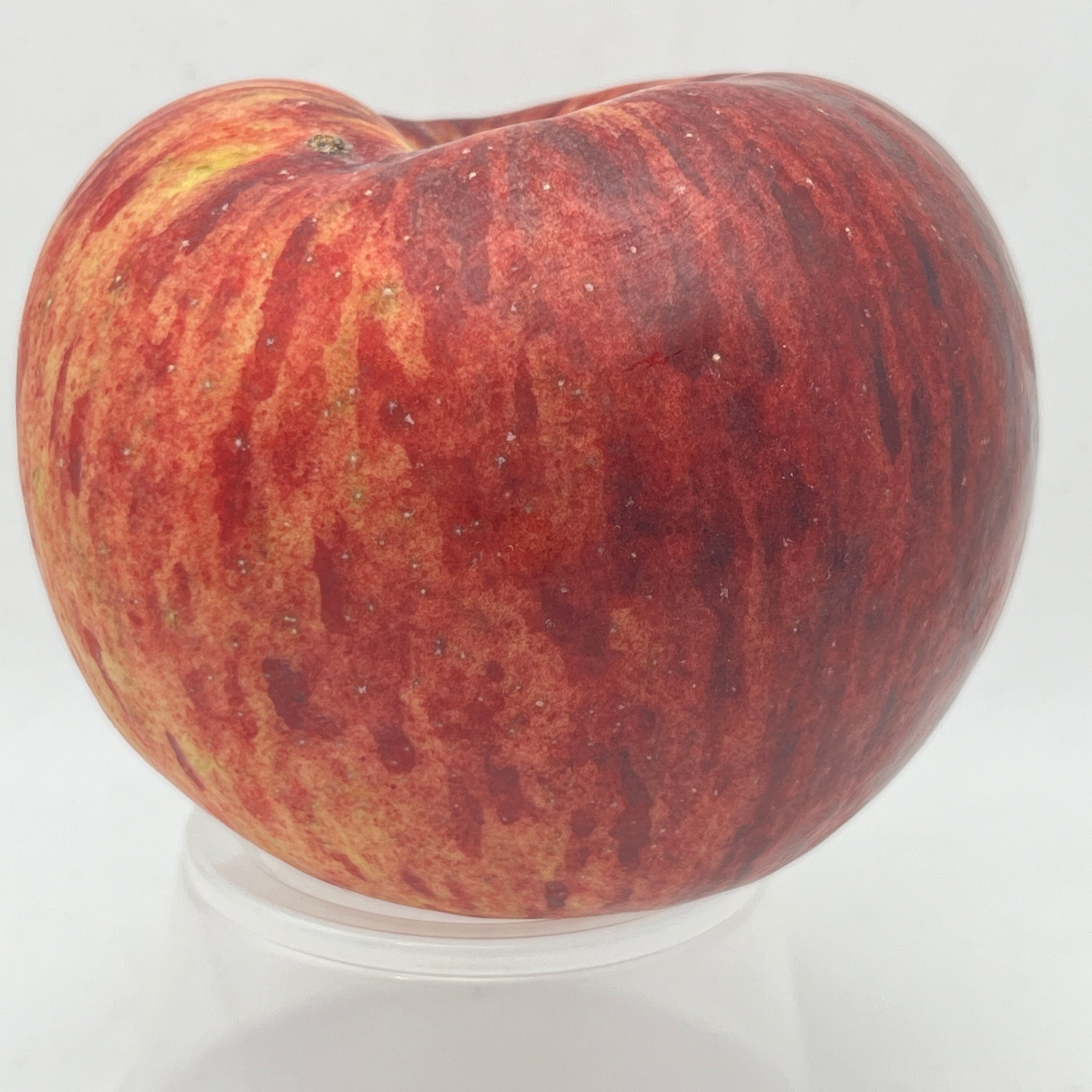 Modern Apples — Roots to Fruits Nursery