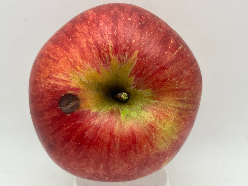 Fireside Apple Trees