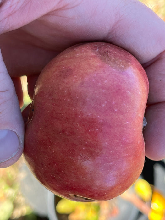 Hudson's Golden Gem Apple