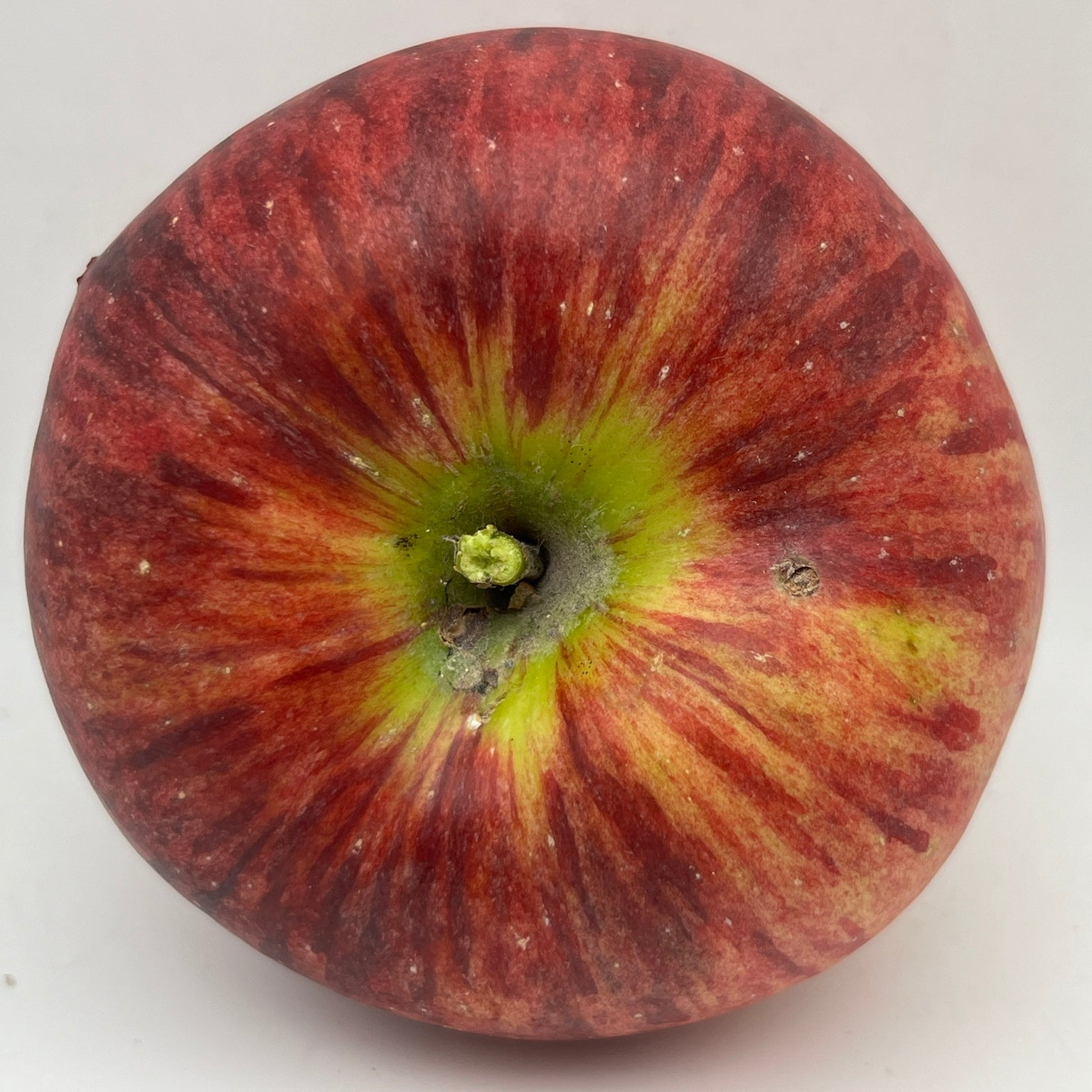 Modern Apples — Roots to Fruits Nursery