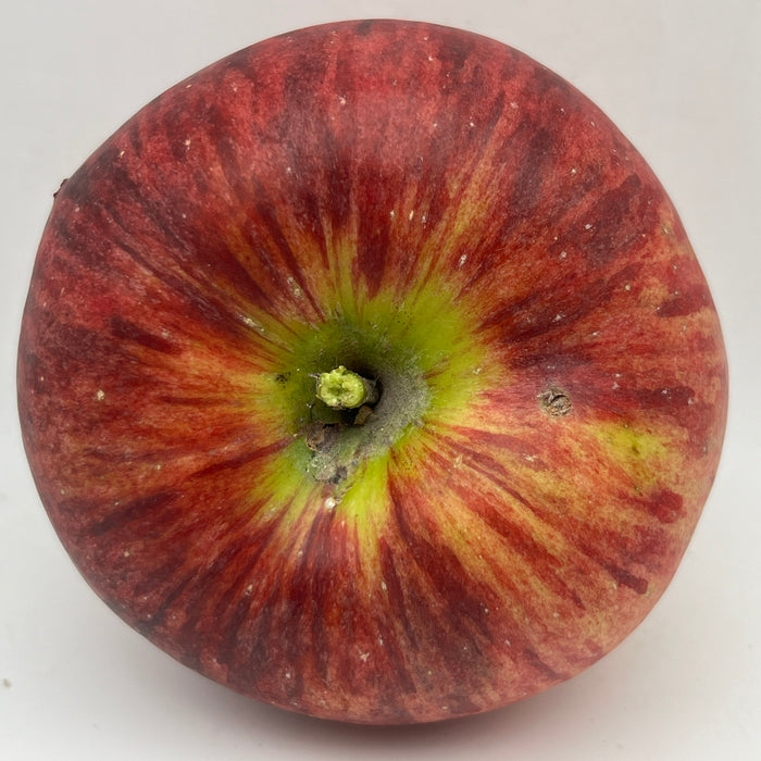 Cortland Apple