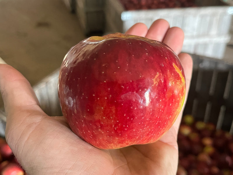 Triumph™  Apple Tree