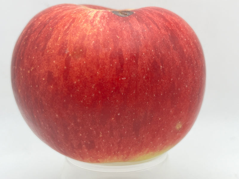 Fireside Apple Trees