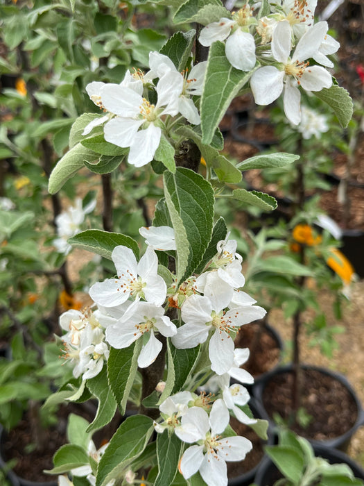 Binet Rouge Apple