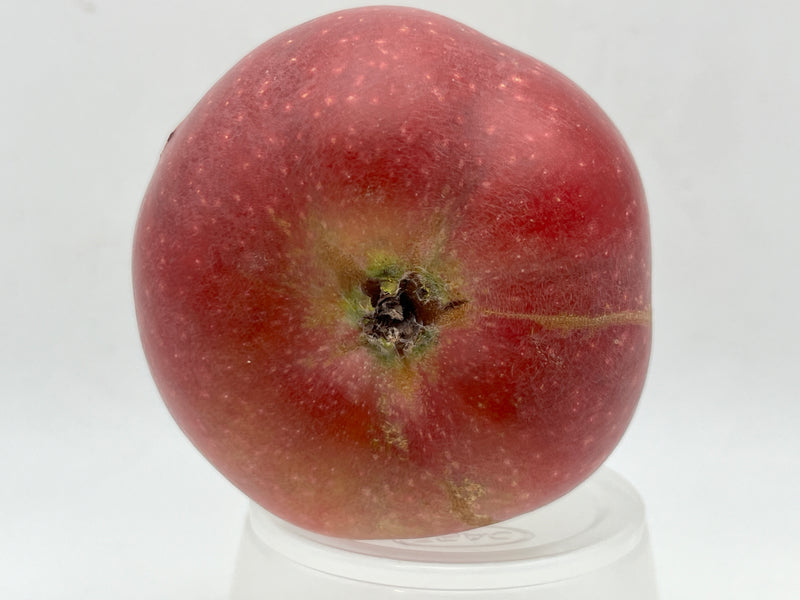 Black Twig Apple Tree