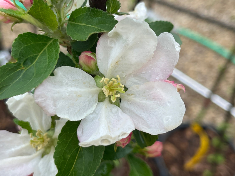Reine de Pomme Apple Tree