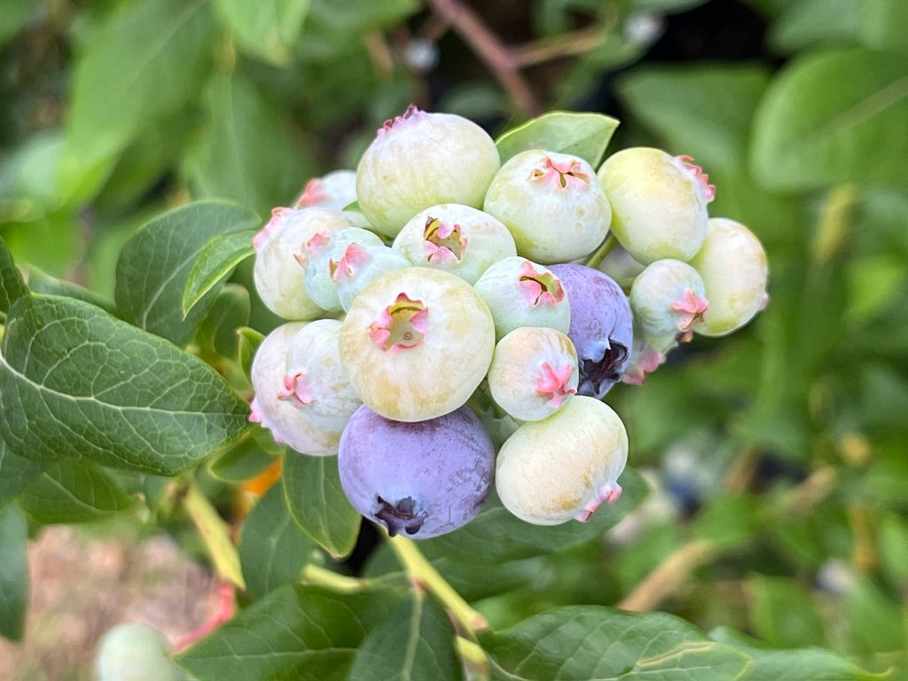 Northland Blueberry Bushes — Roots to Fruits Nursery
