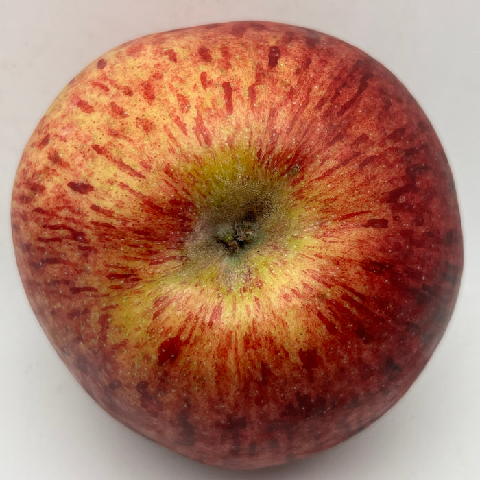 Cortland Apple