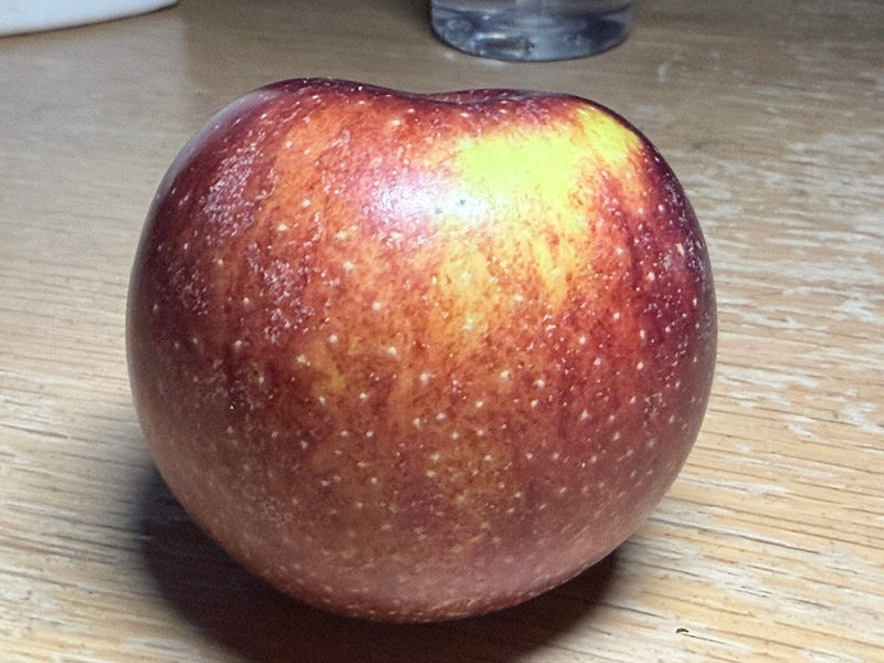 Black Oxford Scionwood