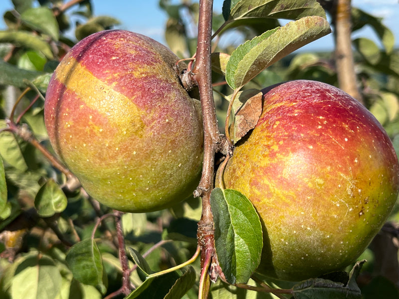 Triumph™  Apple Tree