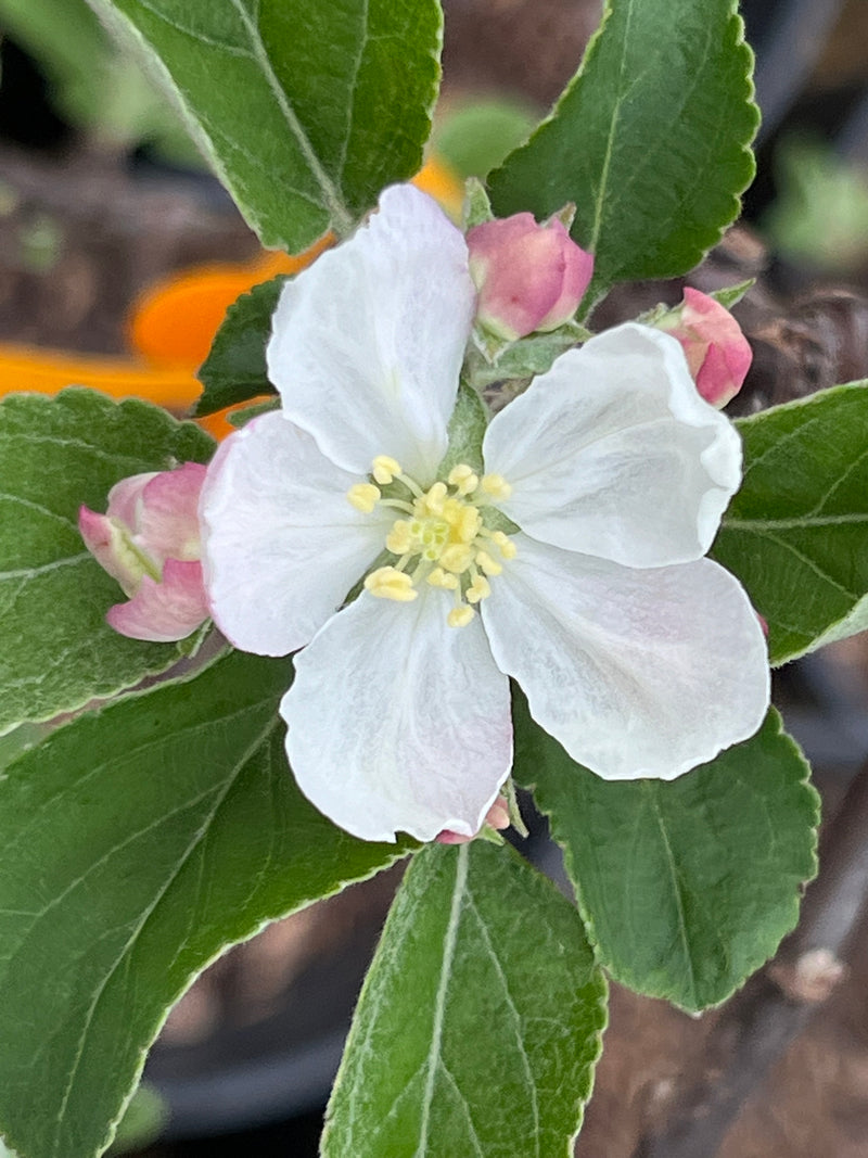 Binet Rouge Apple Tree
