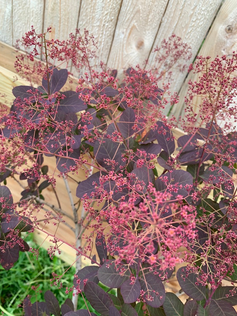 Smokebush Tree 'Royal Purple'