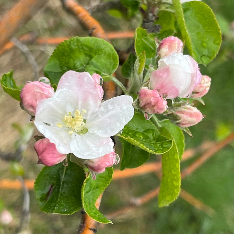 Mollie's Delicious Apple Tree