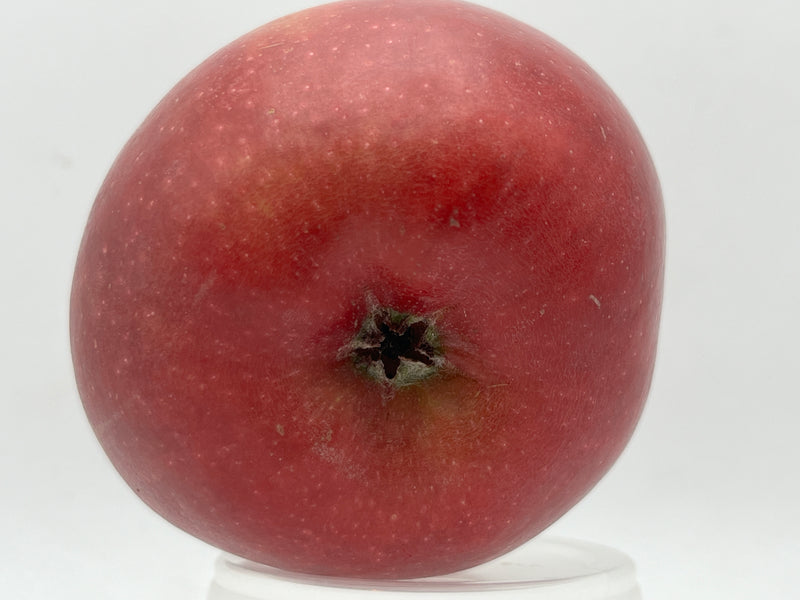 Black Twig Apple Tree