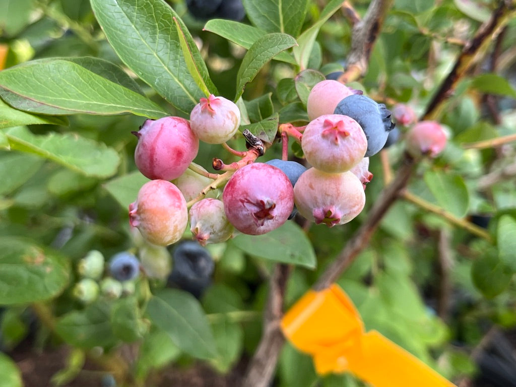 Nelson Blueberry Bushes — Roots to Fruits Nursery
