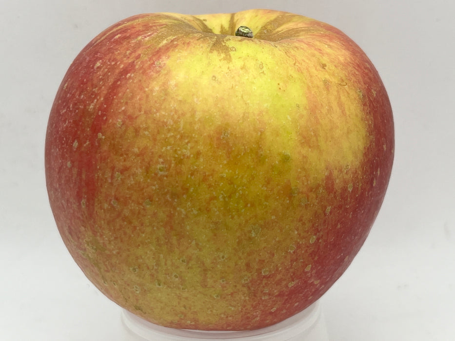 Jonagold Apple