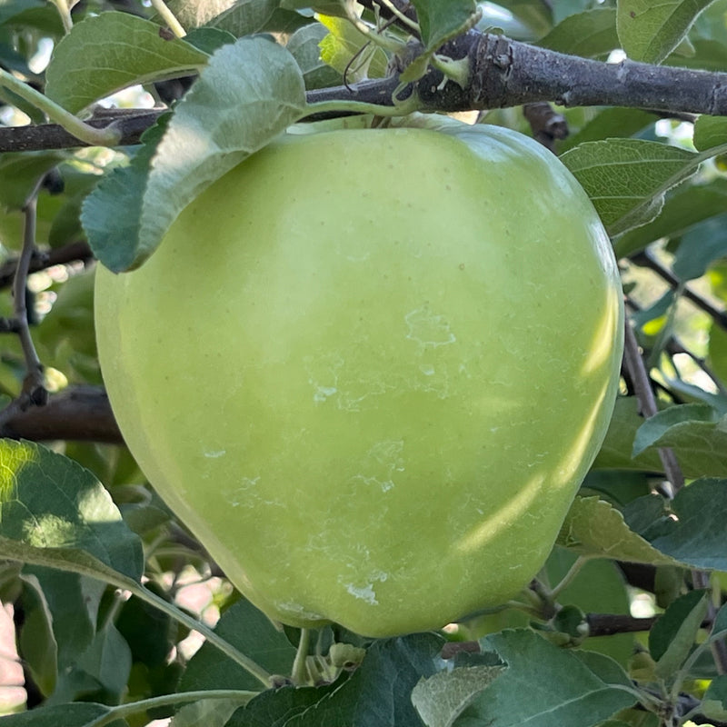 Ginger Gold® Apple Trees