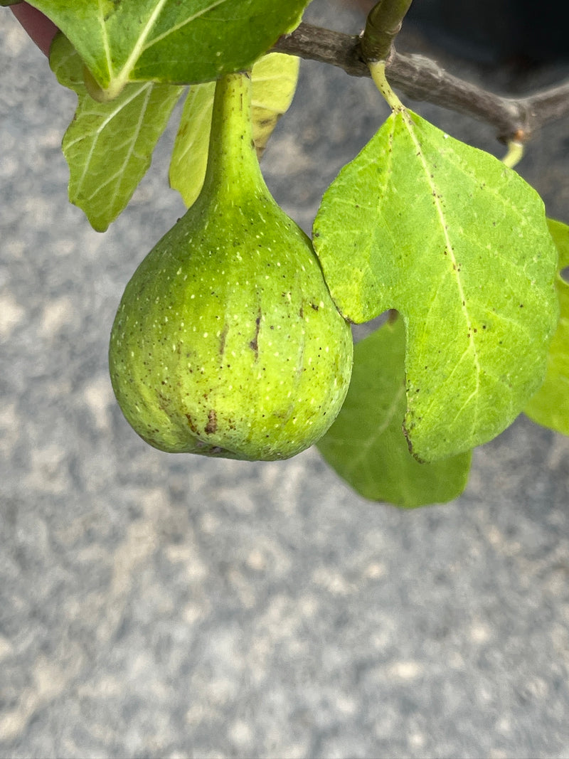 Italian Honey Fig Tree