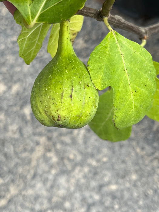 Italian Honey Fig Tree